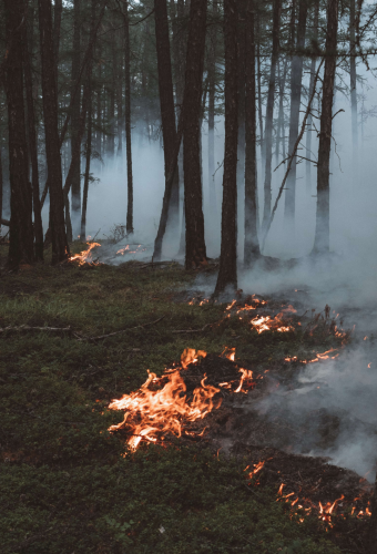 FireBreakout-BushLevel