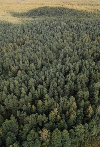 Forest-Wide